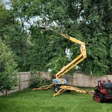Reliable Penn Wynne, PA Tree Care Solutions