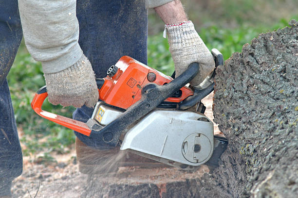 How Our Tree Care Process Works  in  Penn Wynne, PA