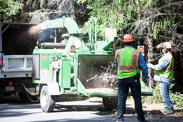 Tree and Shrub Care in Penn Wynne, PA